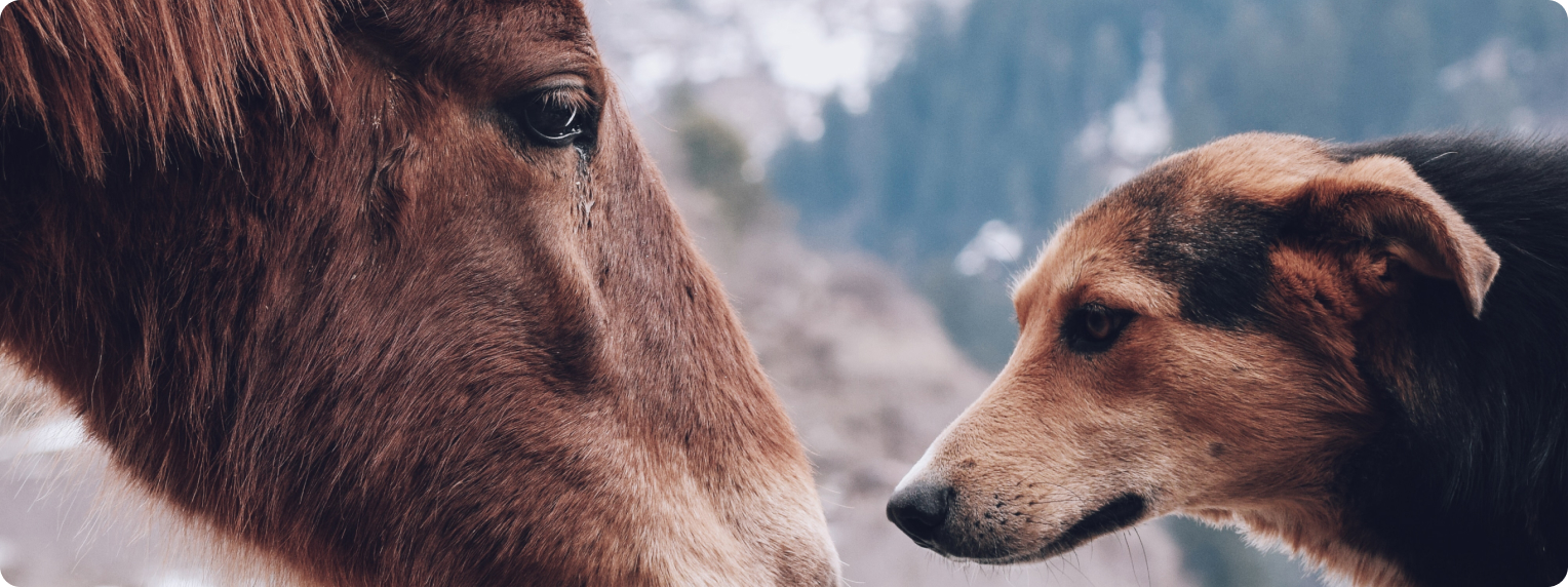 Djurförsäkringar,Jämför djurförsäkring - forsakrade djur