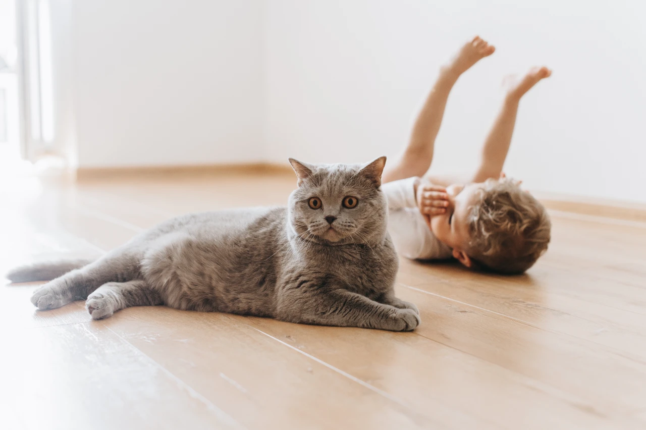Jämföra kattförsäkringar - Enkel guide till rätt val