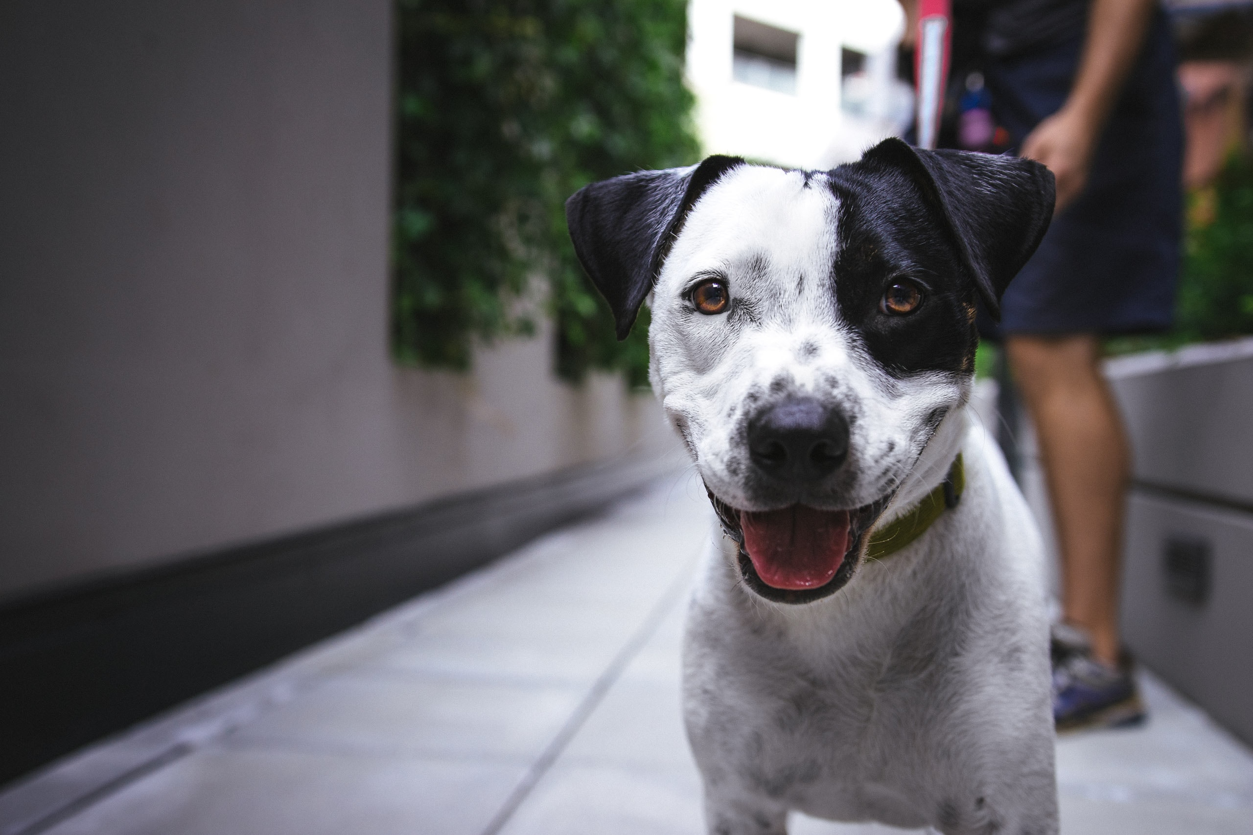 Att jämföra hundförsäkringar: Din guide till bästa valet